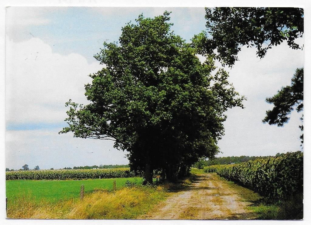 Zelhem gelopen ansichtkaart( B 2966 ), Verzamelen, Ansichtkaarten | Nederland, Ophalen of Verzenden, 1980 tot heden, Gelopen