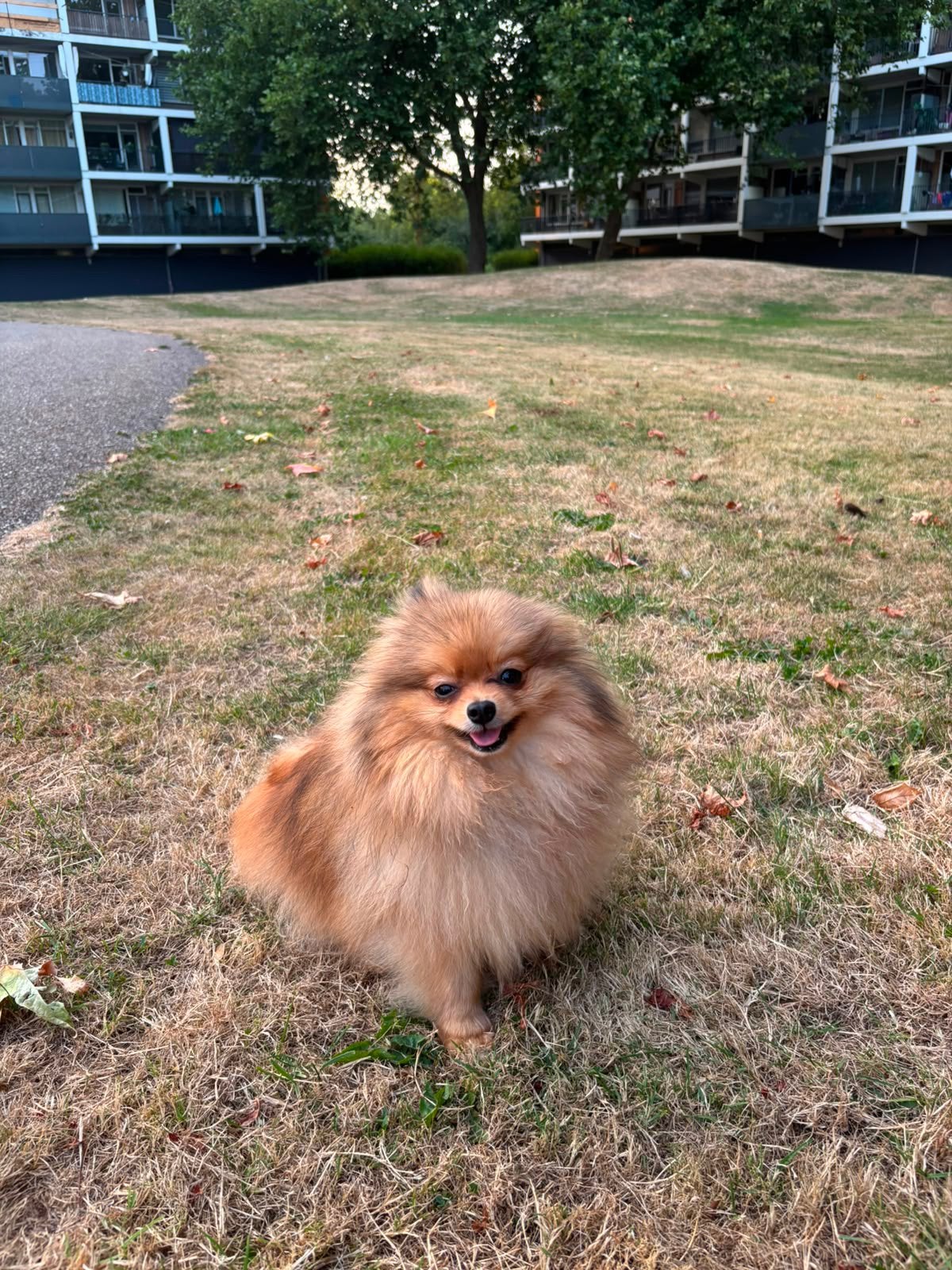 Prachtig pomeriaan teefje zoekt liefdevol thuis, Dieren en Toebehoren, Honden | Poolhonden, Keeshonden en Oertypen, Keeshond, 1 tot 2 jaar