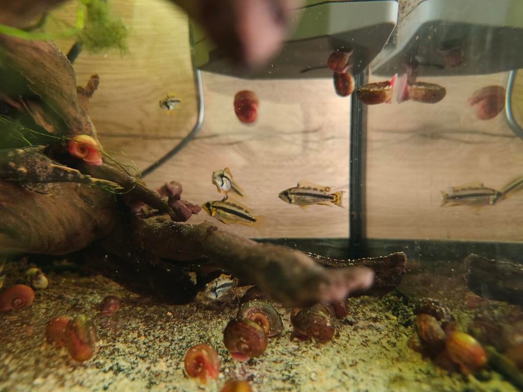 Apistogramma cacatuoide, Vis
