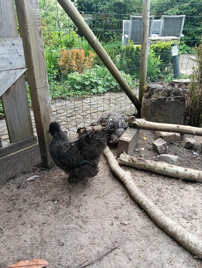 Zijdehoen hanen gratis, Dieren en Toebehoren, Pluimvee, Mannelijk, Kip