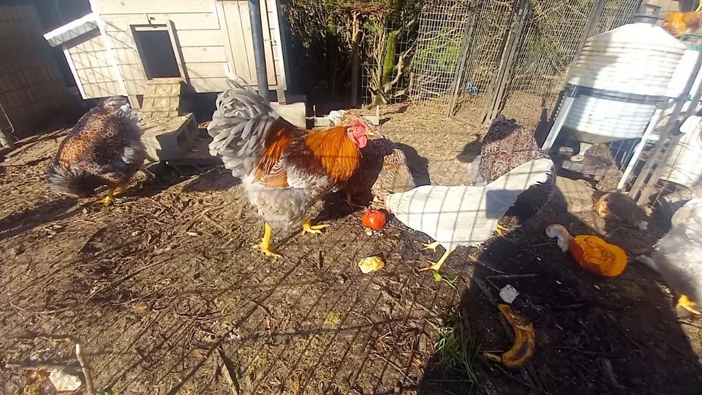 Broedeieren Wyandotte groothoender goudblauw gezoomd, Dieren en Toebehoren, Pluimvee, Geslacht onbekend, Kip