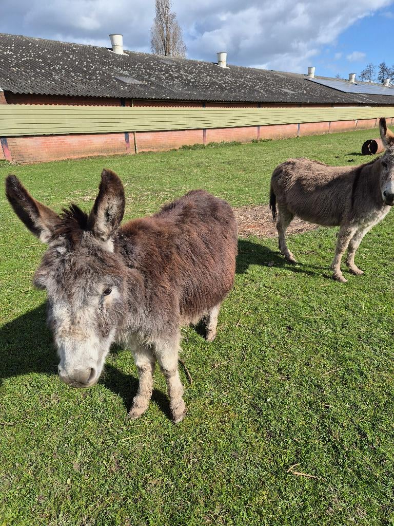 EZELS, Dieren en Toebehoren, Pluimvee, Overige soorten, Meerdere dieren