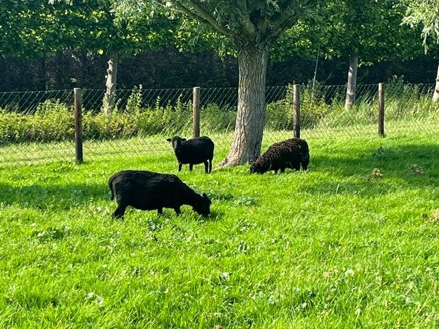 zwarte stamboek ouessant ooien, Dieren en Toebehoren, Vrouwelijk, Schaap