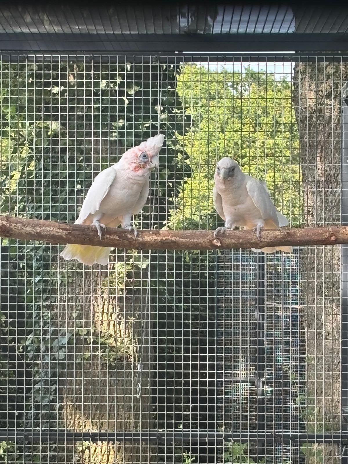 Kweekkoppel naaktoog kaketoes, Dieren en Toebehoren, Meerdere dieren, Papegaai, Geringd