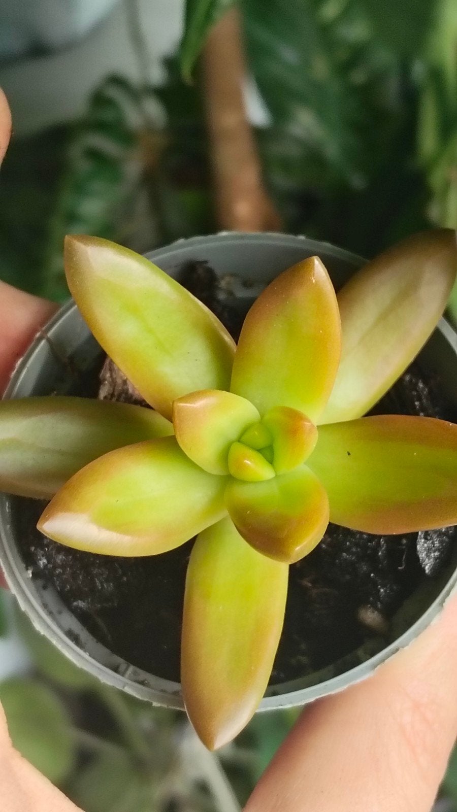 Sedum Adolphi, Vetplant, Ophalen of Verzenden, In pot, Minder dan 100 cm