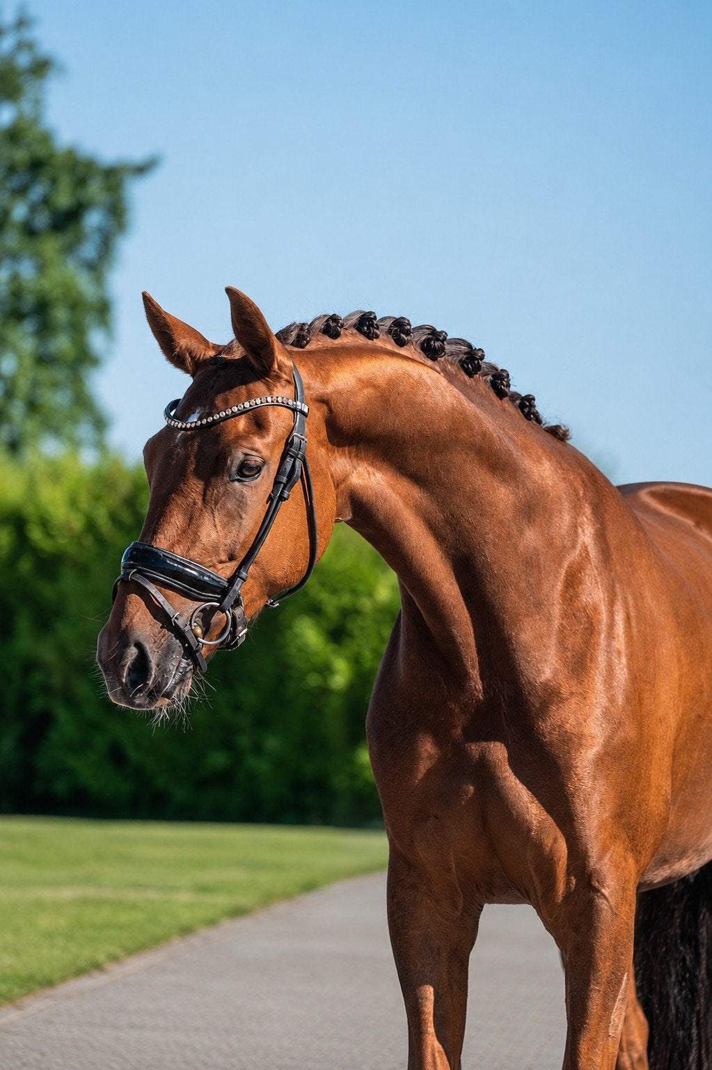 Dressuur paard, Dieren en Toebehoren, Paarden, Merrie, Dressuurpaard, 3 tot 6 jaar