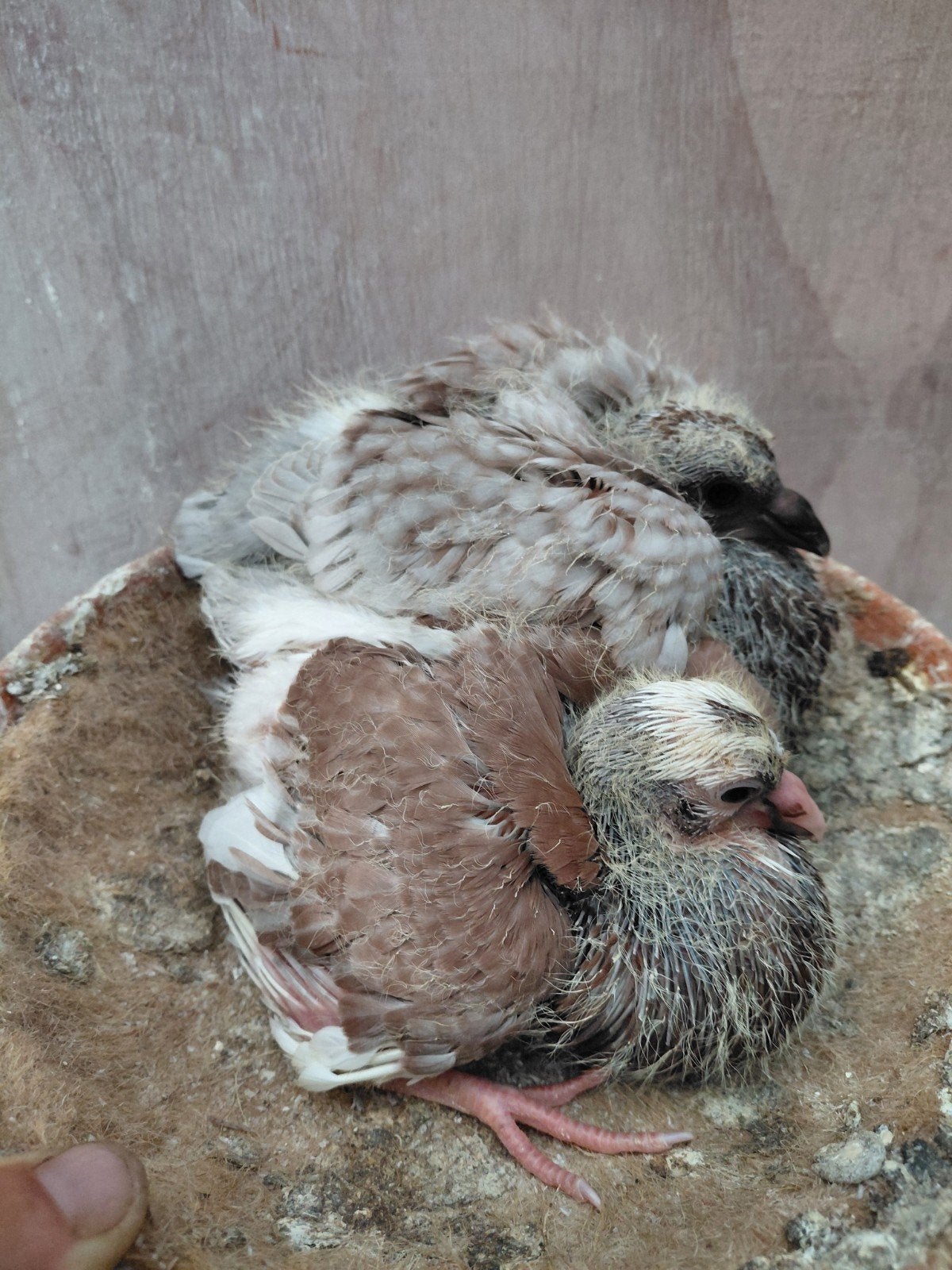 4 mooie piepers kroppers, Dieren en Toebehoren, Vogels | Duiven, Postduif, Meerdere dieren