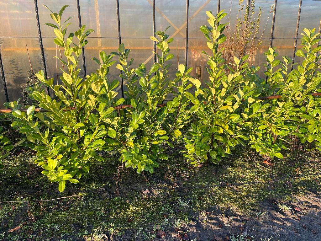 laurier, Tuin en Terras, Planten | Struiken en Hagen, Ophalen, Laurier, Struik, 100 tot 250 cm