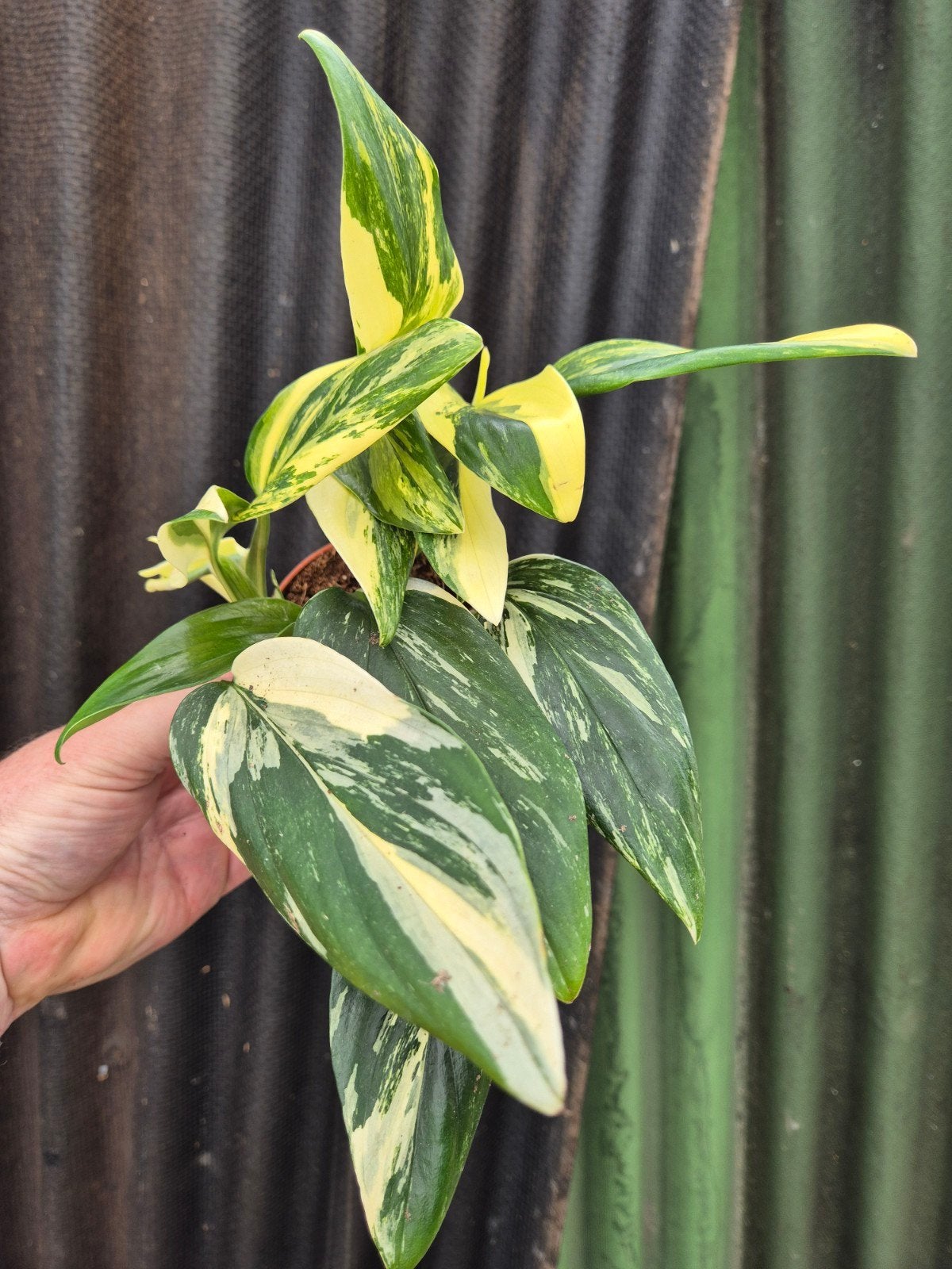 Monstera Standleyana Variegata p12 (B)