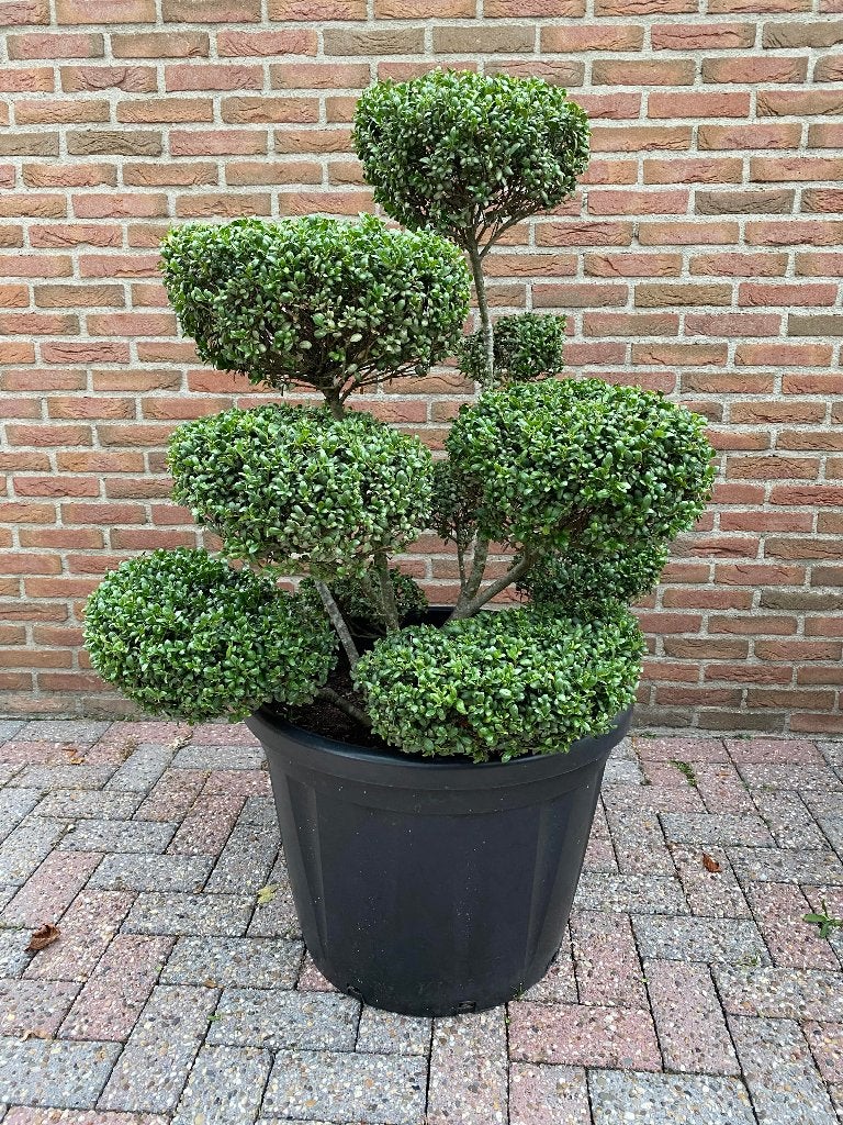 Illex Crenata Convexa Vormsnoei, Halfschaduw, Overige soorten, 100 tot 250 cm, Zomer