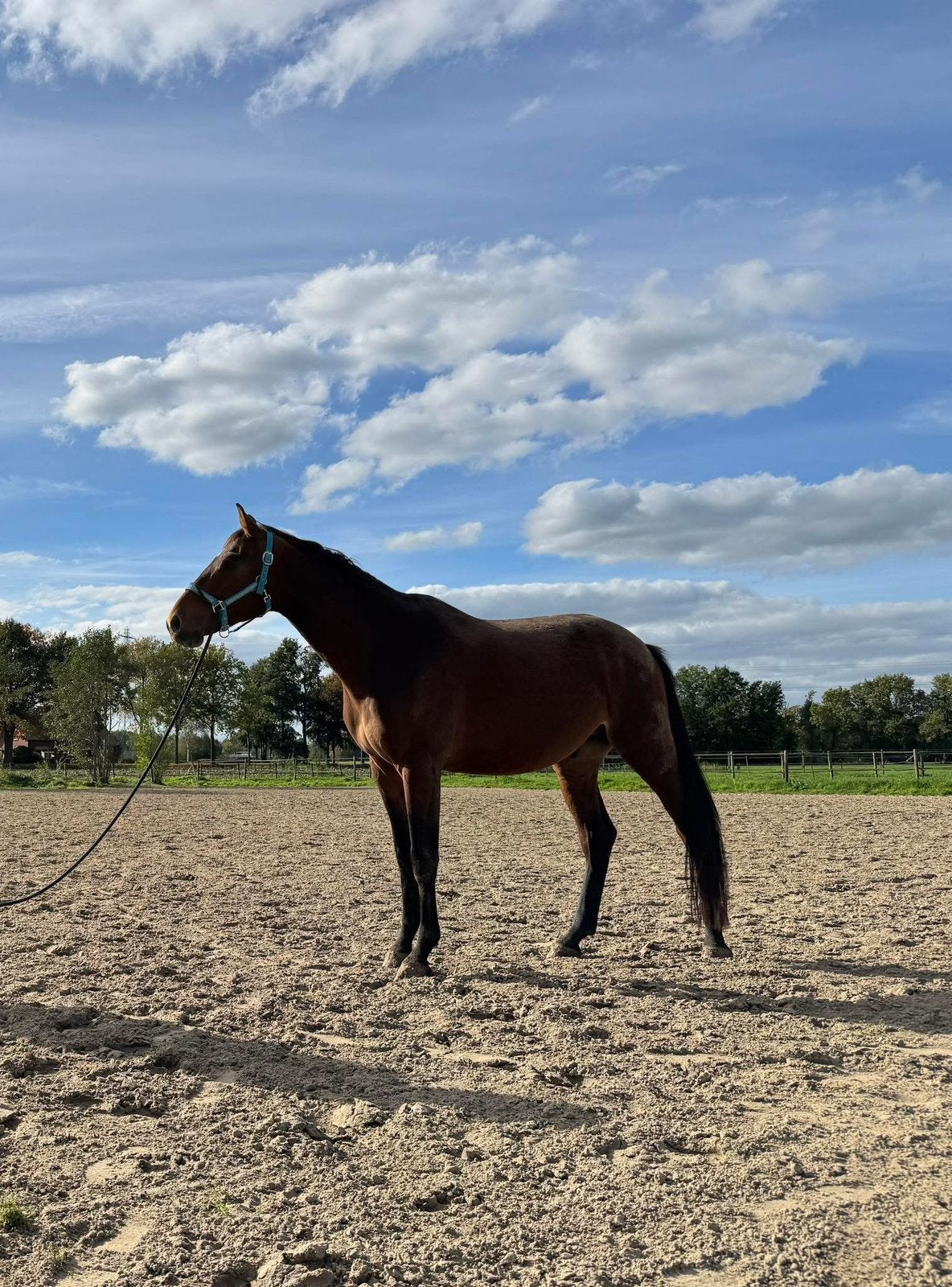 5 jarige ruin voor recreatief gebruik, Ruin, Recreatiepaard