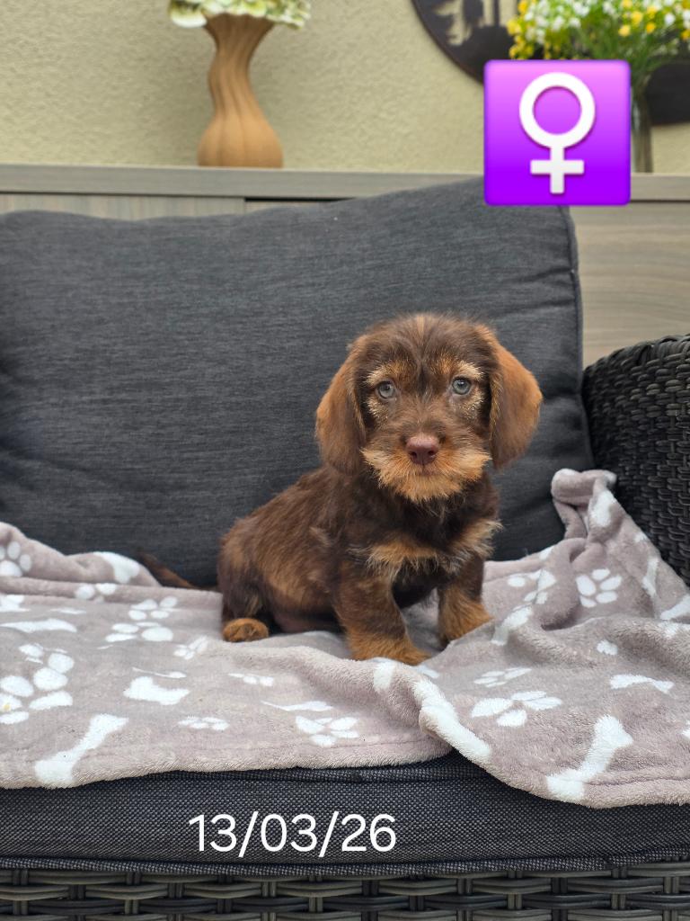 mooie ruwhaar teckel pups, België, 15 weken tot 1 jaar, Teef, Dwerg