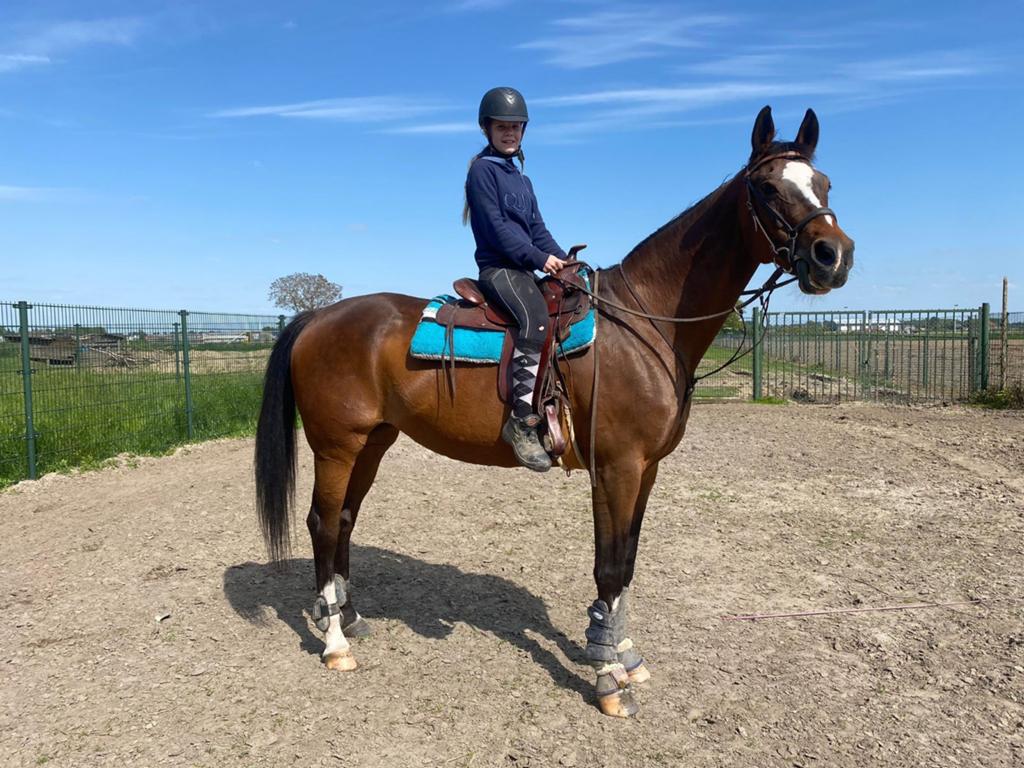 Recreatie merrie, Dieren en Toebehoren, Paarden, Merrie, L, 11 jaar of ouder, Recreatiepaard
