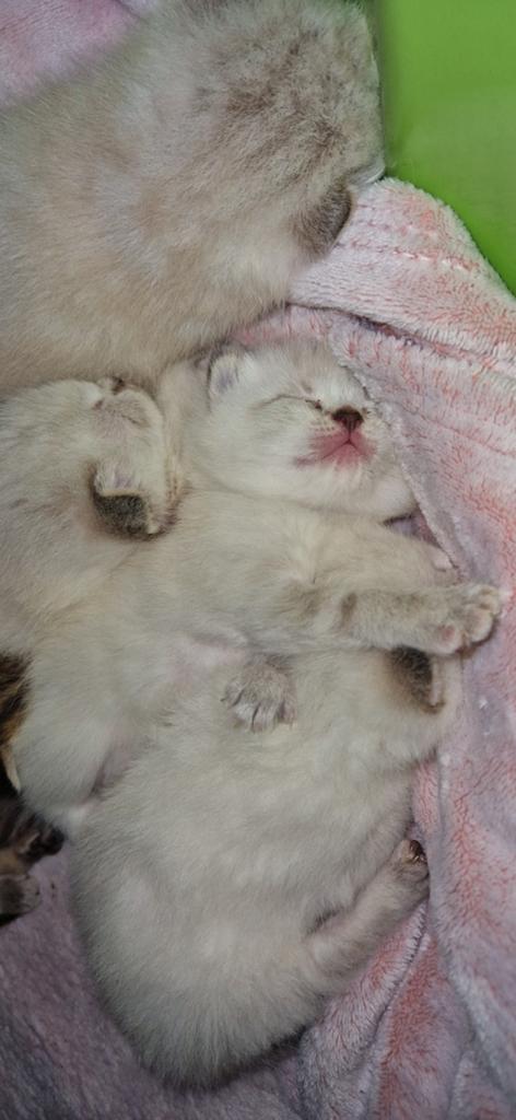 Britse Korthaar/Langhaar kittens Raszuiver Britjes, Meerdere dieren, Kortharig, 0 tot 2 jaar
