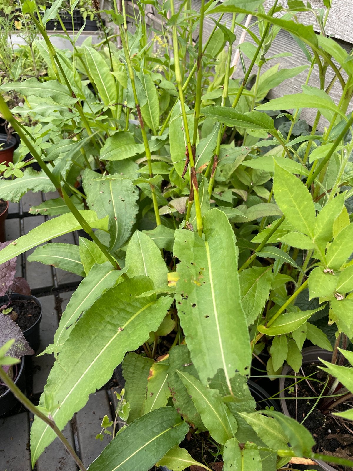 Persicaria bistorta - Adderwortel, Volle zon, Vaste plant, Lente, Ophalen