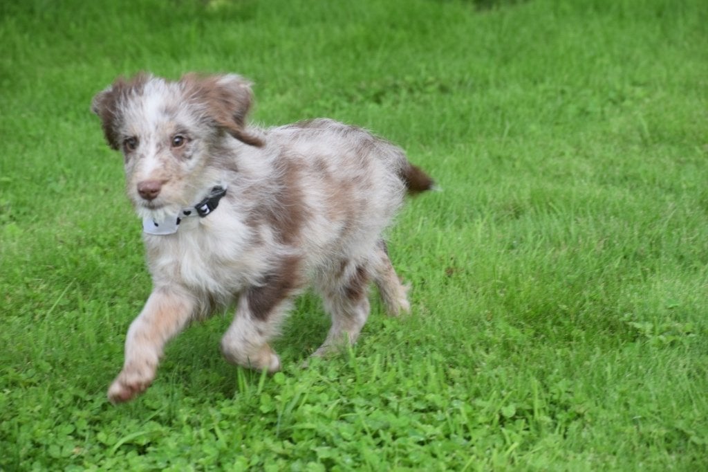 Aussidoodle pups, België, 8 tot 15 weken, Meerdere, Meerdere dieren