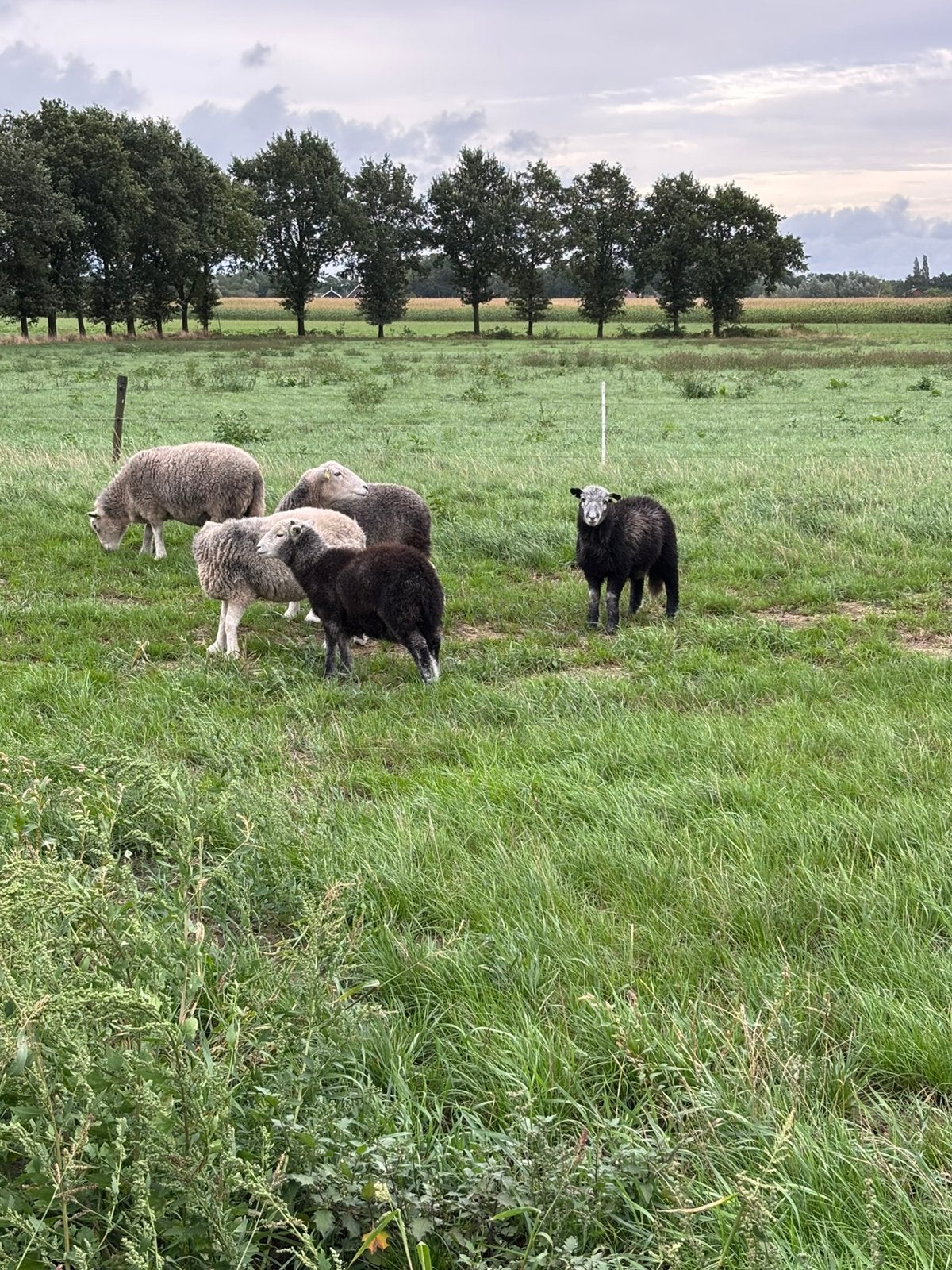 Herdwick ooi lammeren, Dieren en Toebehoren, Schapen, Geiten en Varkens, Vrouwelijk, Schaap