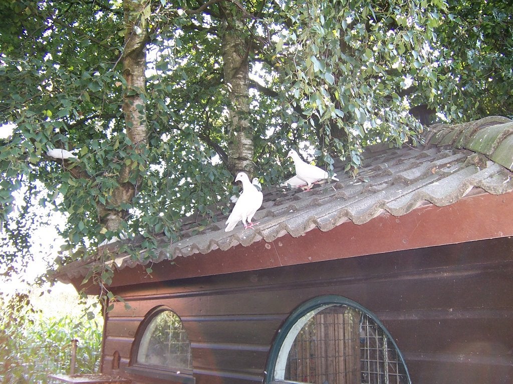 postduiven witte, Geslacht onbekend, Postduif