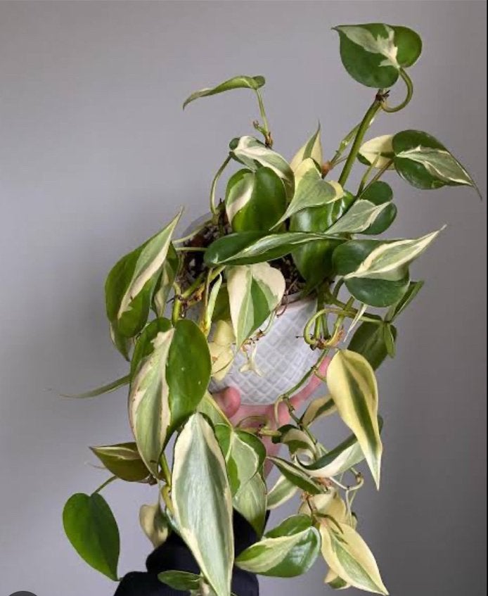 Philodendron Rio variegata bladstekken, Ophalen of Verzenden, Halfschaduw, Minder dan 100 cm