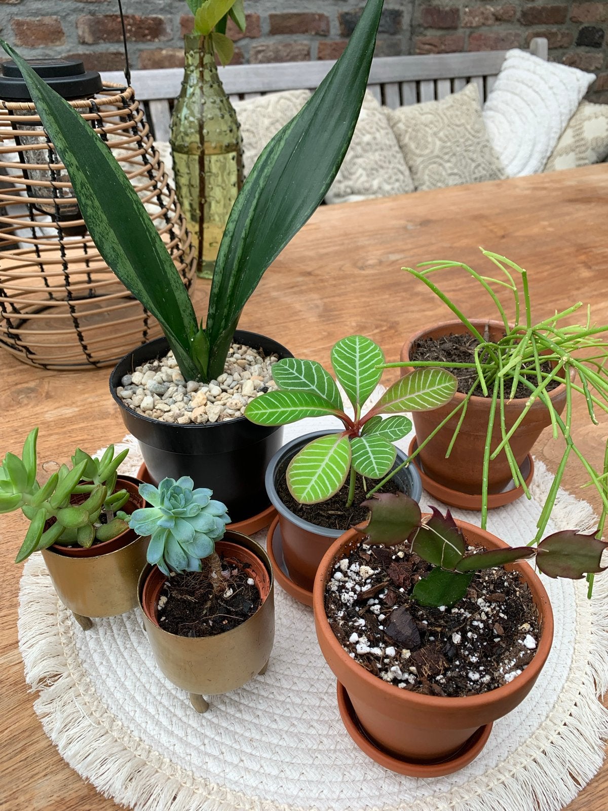 6  kamerplantjes,  Madgaskar jewel sansevieria rhipsalis etc, Huis en Inrichting, Ophalen, Overige soorten, Halfschaduw, In pot
