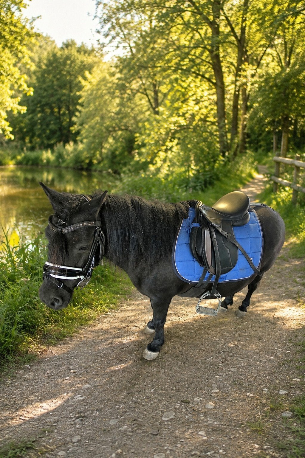 Verzorg/leasepony aangeboden, Diensten en Vakmensen, Dieren | Paarden | Verzorging, Oppas en Les