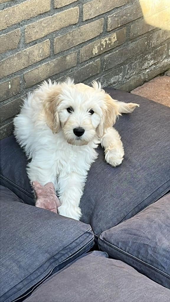 Labradoodle pups | klaar om te verhuizen |  gezinshondjes, Dieren en Toebehoren, Parvo, Overige rassen, 8 tot 15 weken, Meerdere