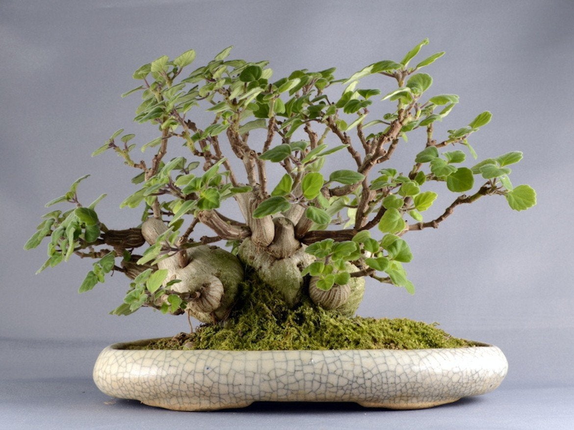 Plectranthus Ernestii Bonsaimunt caudexplant, Huis en Inrichting, Kamerplanten, Ophalen of Verzenden, Minder dan 100 cm, Bloeiende kamerplant