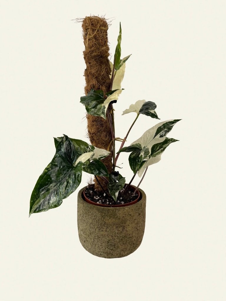 Syngonium podophyllum albo variegata, Ophalen of Verzenden, Halfschaduw, Minder dan 100 cm