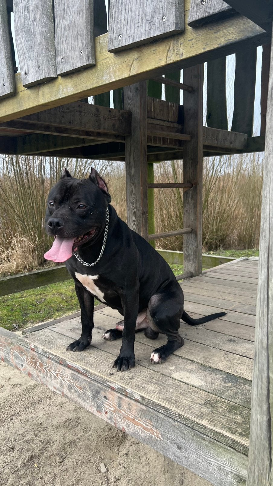 Herplaatsen van een hond, 6 jaar of ouder, Particulier, Reu, Buitenland