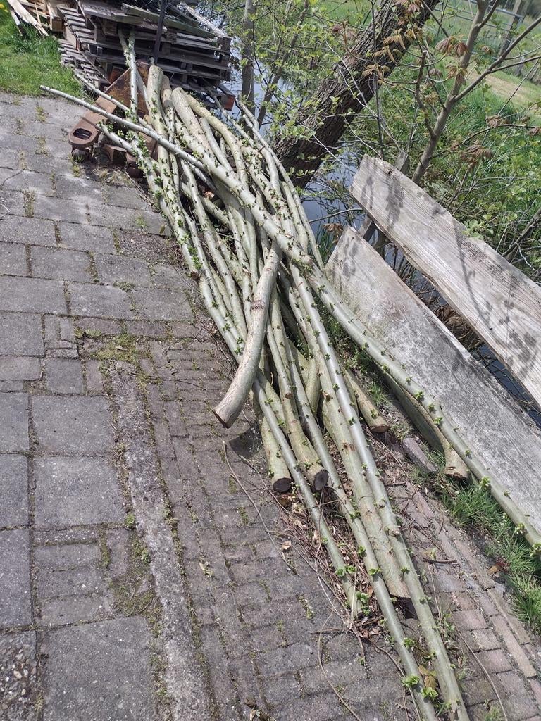 Wilgentenen knotten voor knotwilg, Ophalen