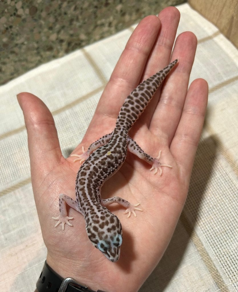 Luipaardgekko - 0.0.1