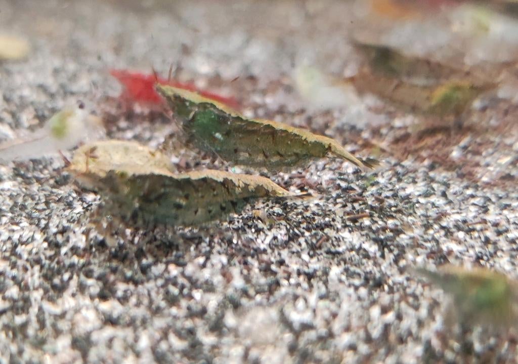 Neocaridina garnalen wildkleur, Dieren en Toebehoren, Kreeft, Krab of Garnaal, Zoetwatervis