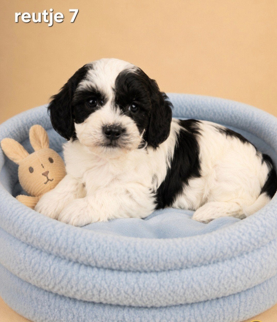 Mooie boomer pups, Parvo, Overige rassen, 8 tot 15 weken, Meerdere