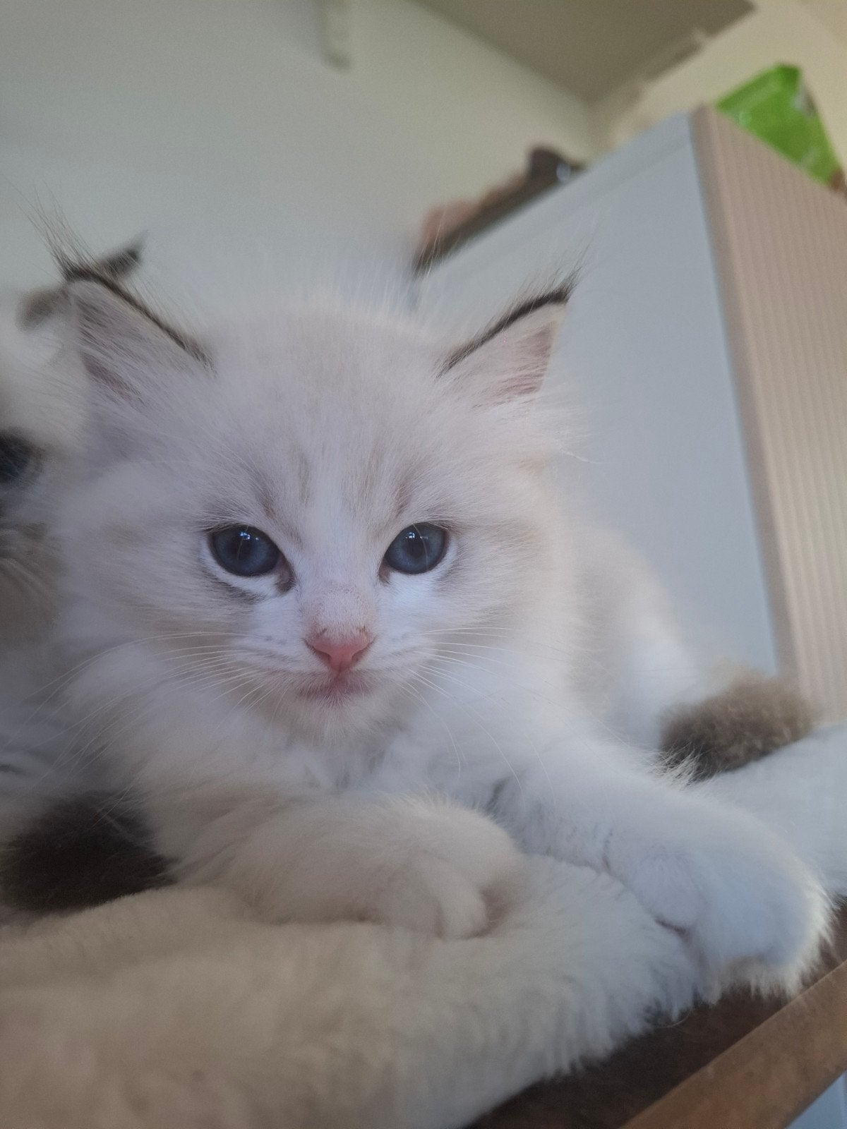 Lieve en mooie ragdoll kittens, Dieren en Toebehoren, Poes, Gechipt, 0 tot 2 jaar