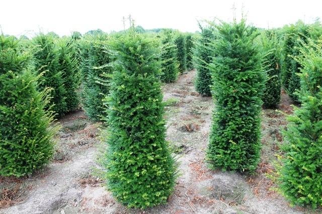 Taxus baccata voor een mooie groene haag tot 300 cm, Tuin en Terras, Planten | Struiken en Hagen, Ophalen of Verzenden, Taxus