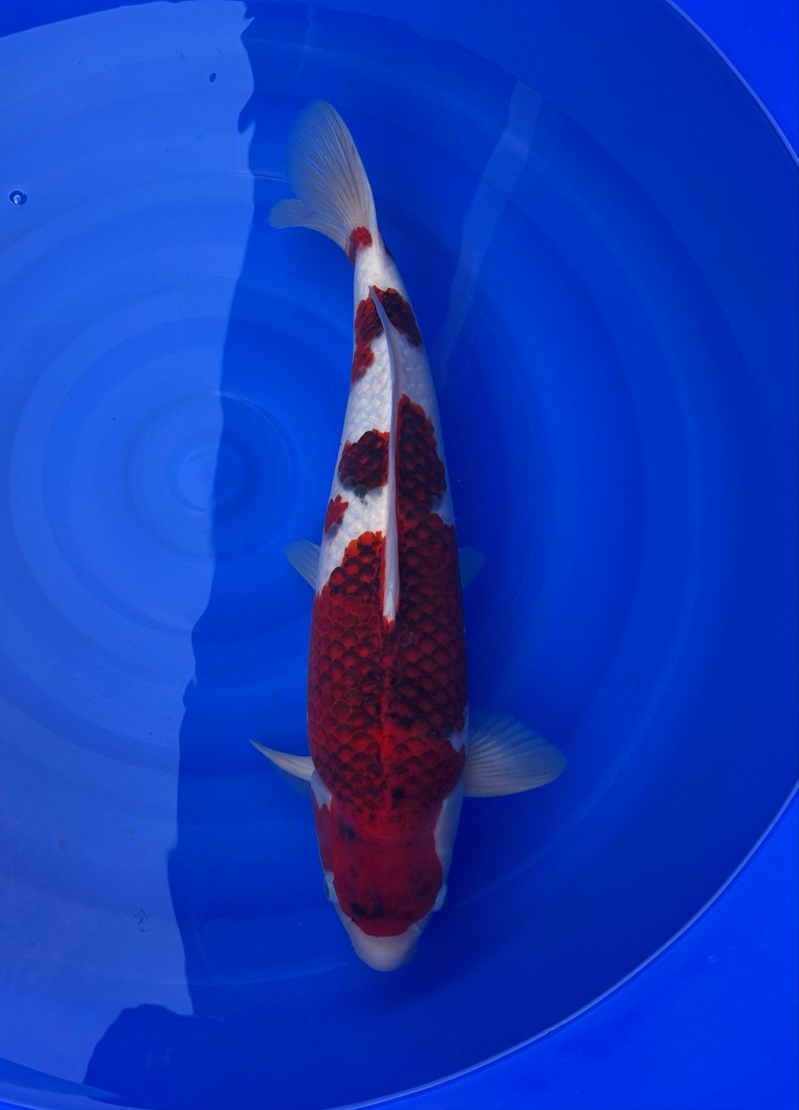 Japanse koi, Karper of Koi