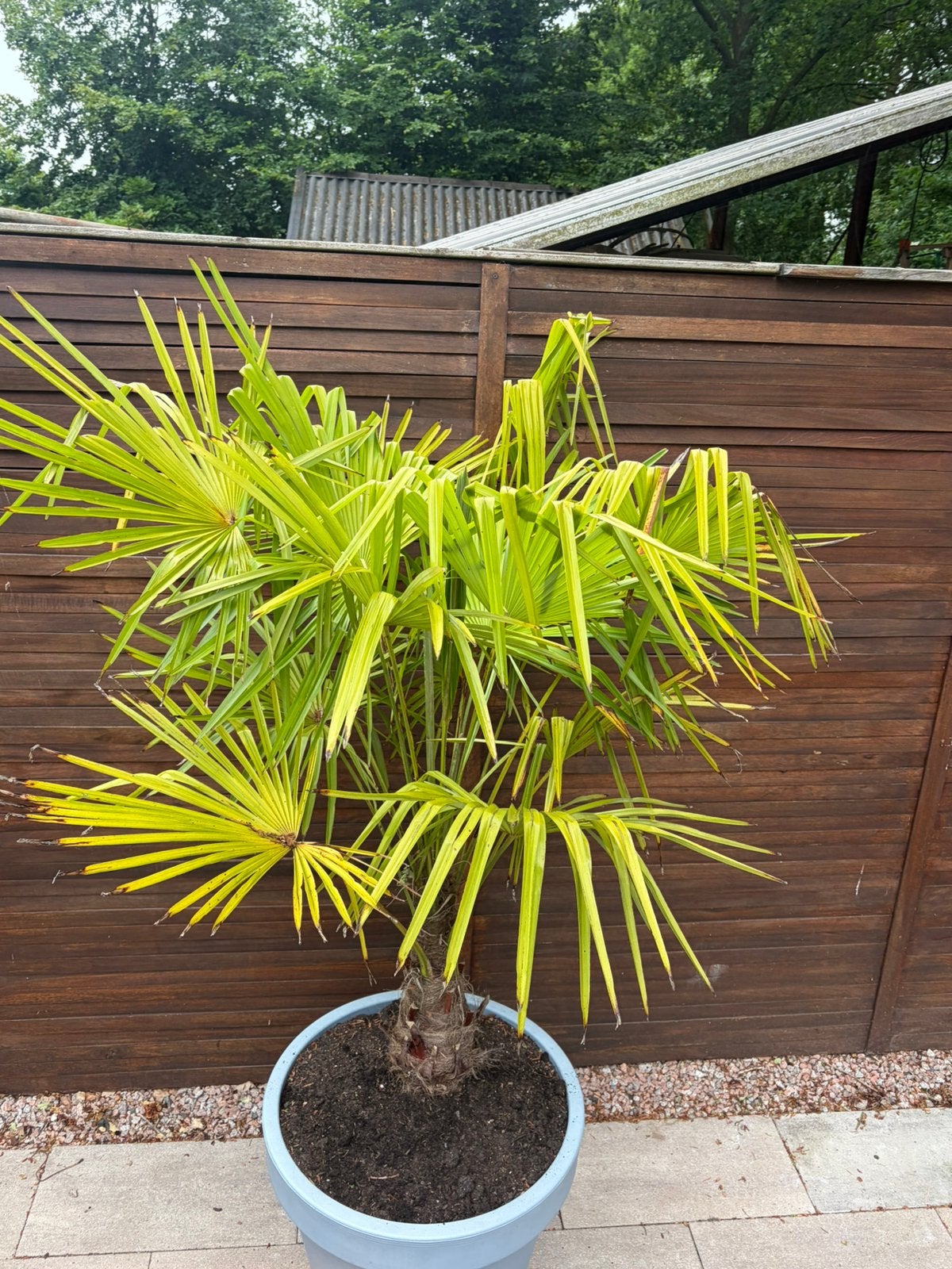 Palm in pot op verrijdbaar plateautje, Tuin en Terras, Planten | Bomen, 100 tot 250 cm, Zomer, Palmboom, Ophalen
