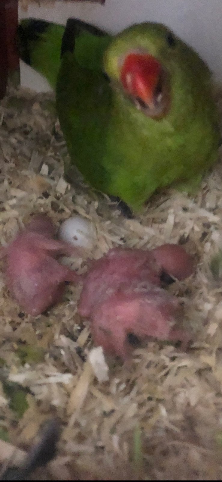 Bewezen koppeltje Taranta, Dieren en Toebehoren, Meerdere dieren, Parkiet, Geringd
