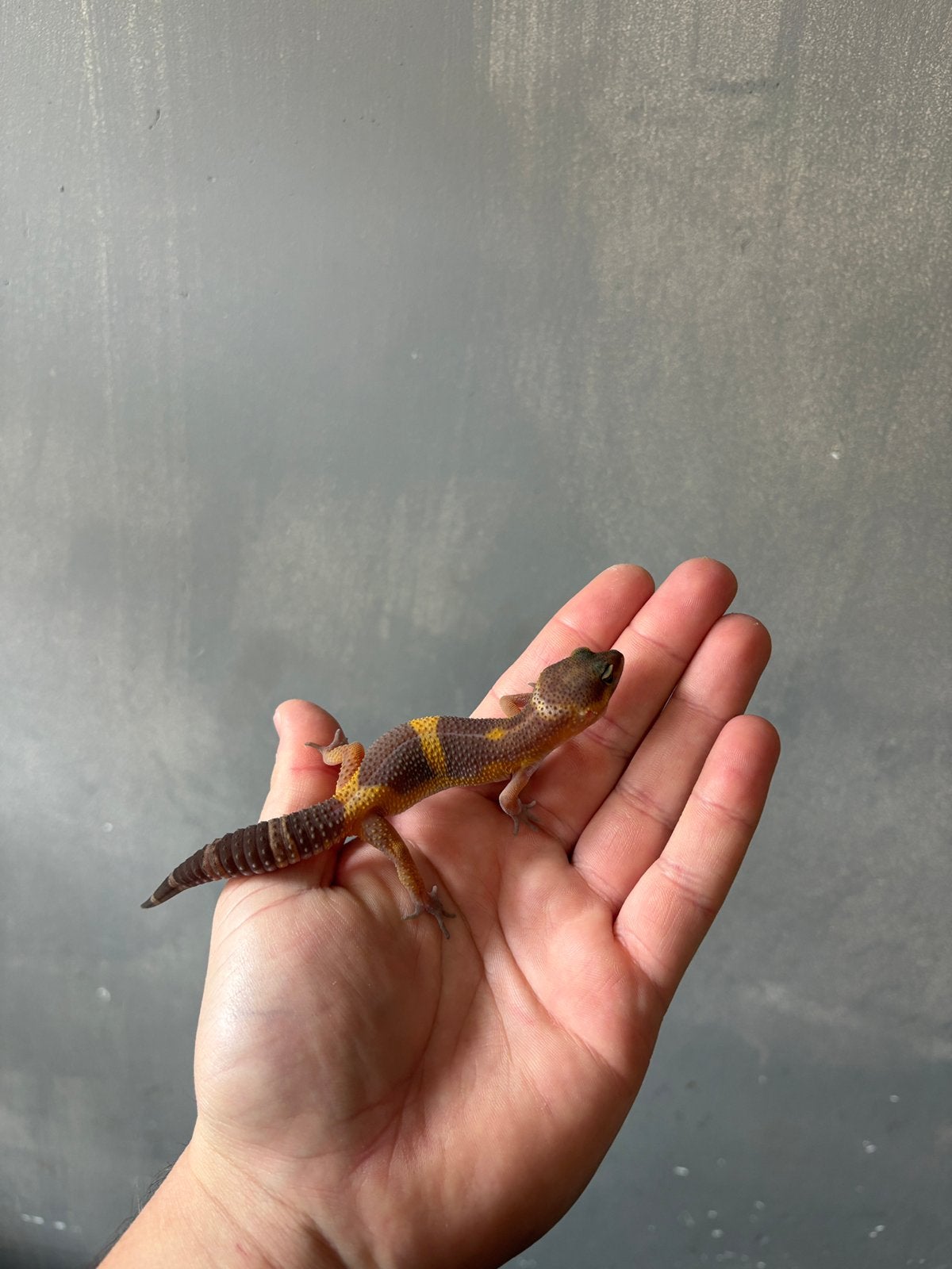 1.0 Lava luipaardgekko, Dieren en Toebehoren, Hagedis, 0 tot 2 jaar