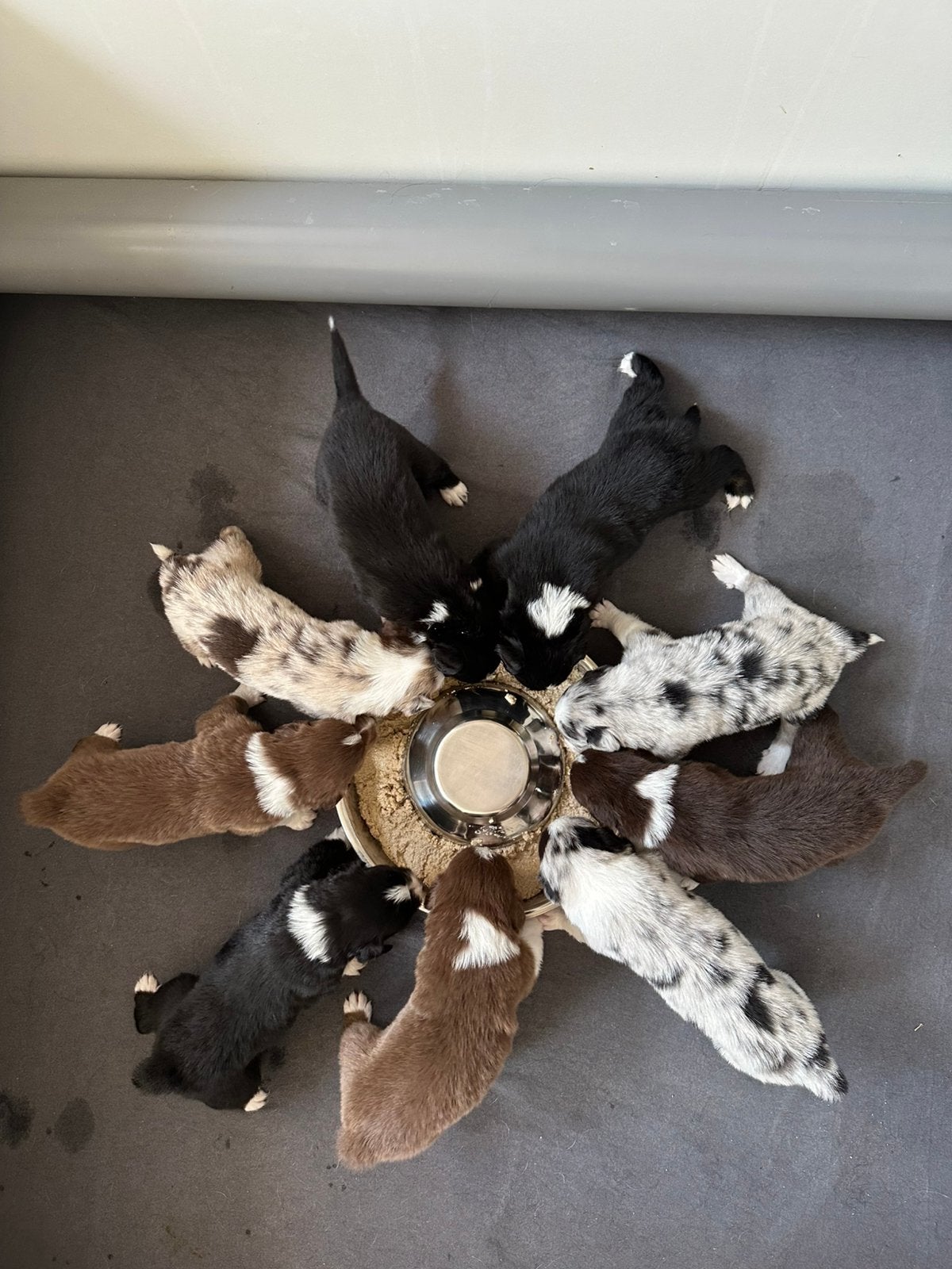 Australische herder puppies met stamboom, 8 tot 15 weken, Meerdere, Meerdere dieren, Herder