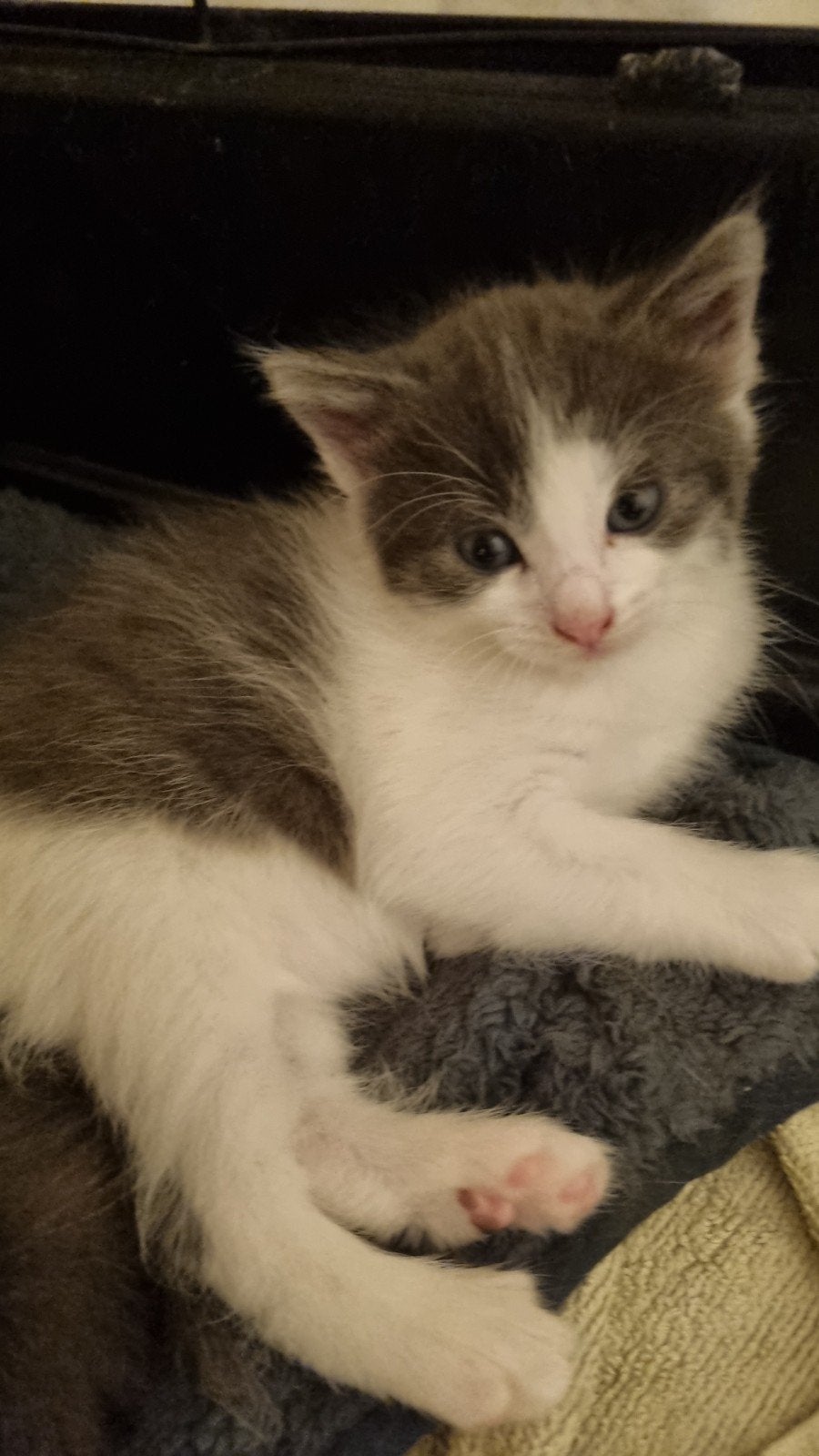 2 mannelijke  kitten, 5 weken oud.