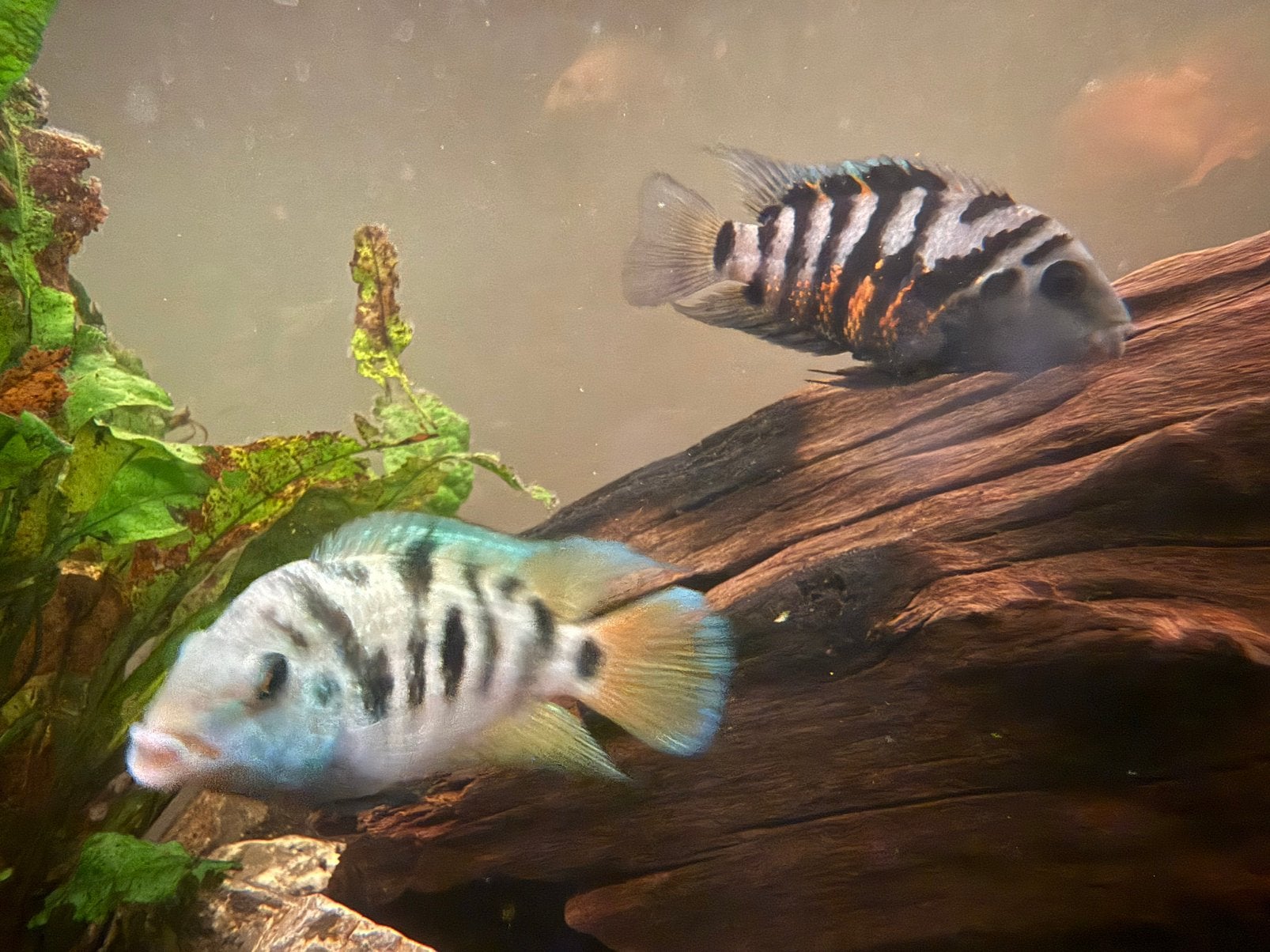 Nigrofasciata x Honduran jongen, Vis