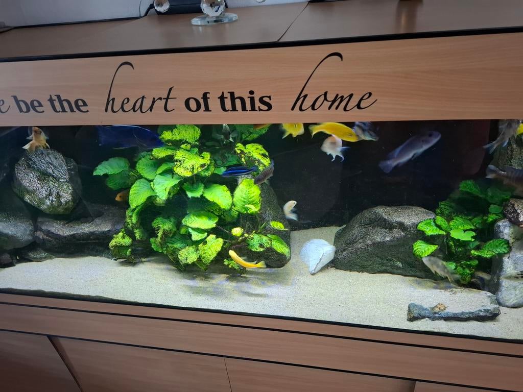 Mooi aquarium 2,20x0,50x0,50 incl malawi bestand, Gebruikt, Overige merken, Ophalen of Verzenden, Gevuld zoetwateraquarium