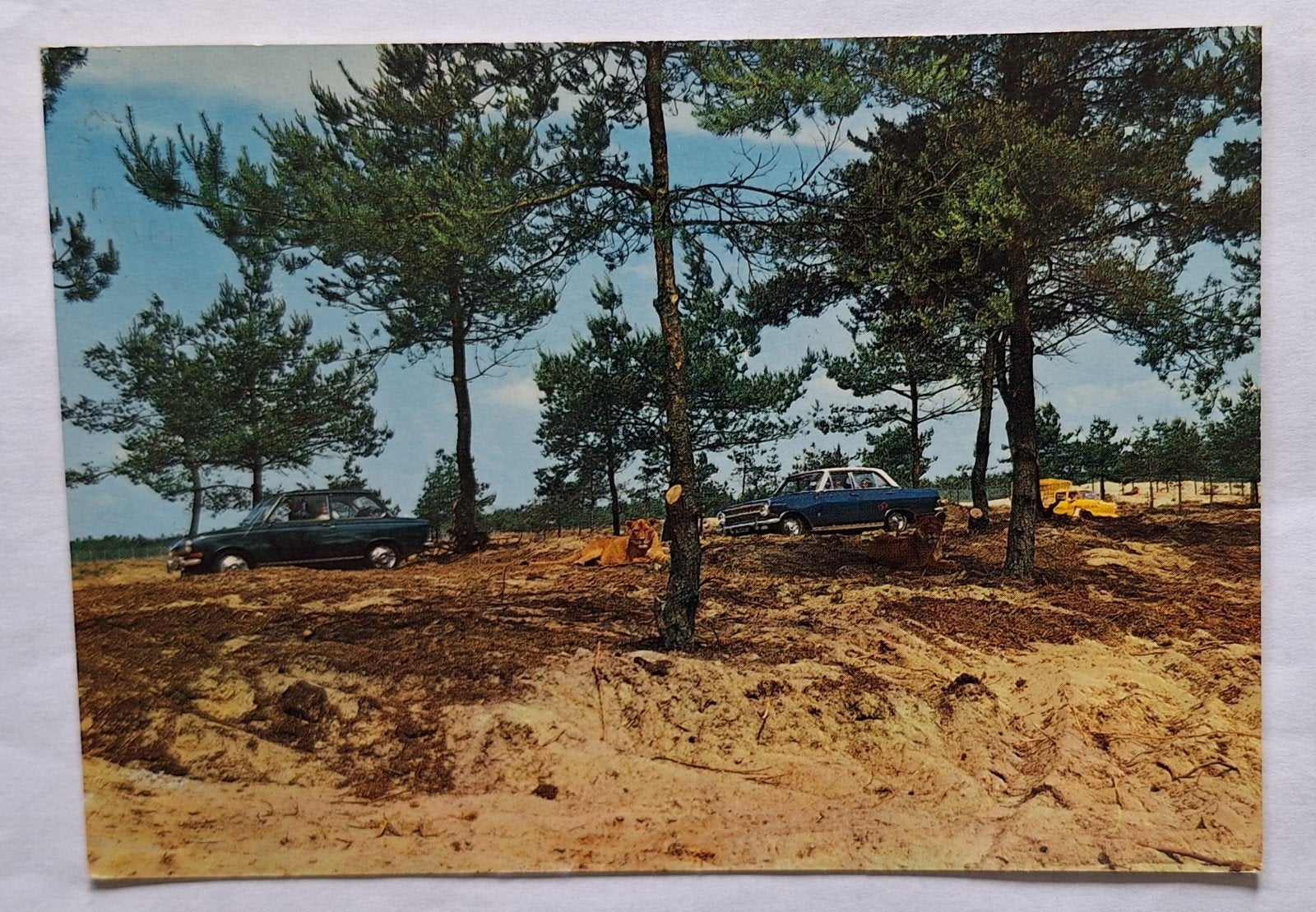 Ansichtkaart Safaripark Beekse Bergen met leeuwen en auto's, Ophalen of Verzenden, 1980 tot heden, Gelopen