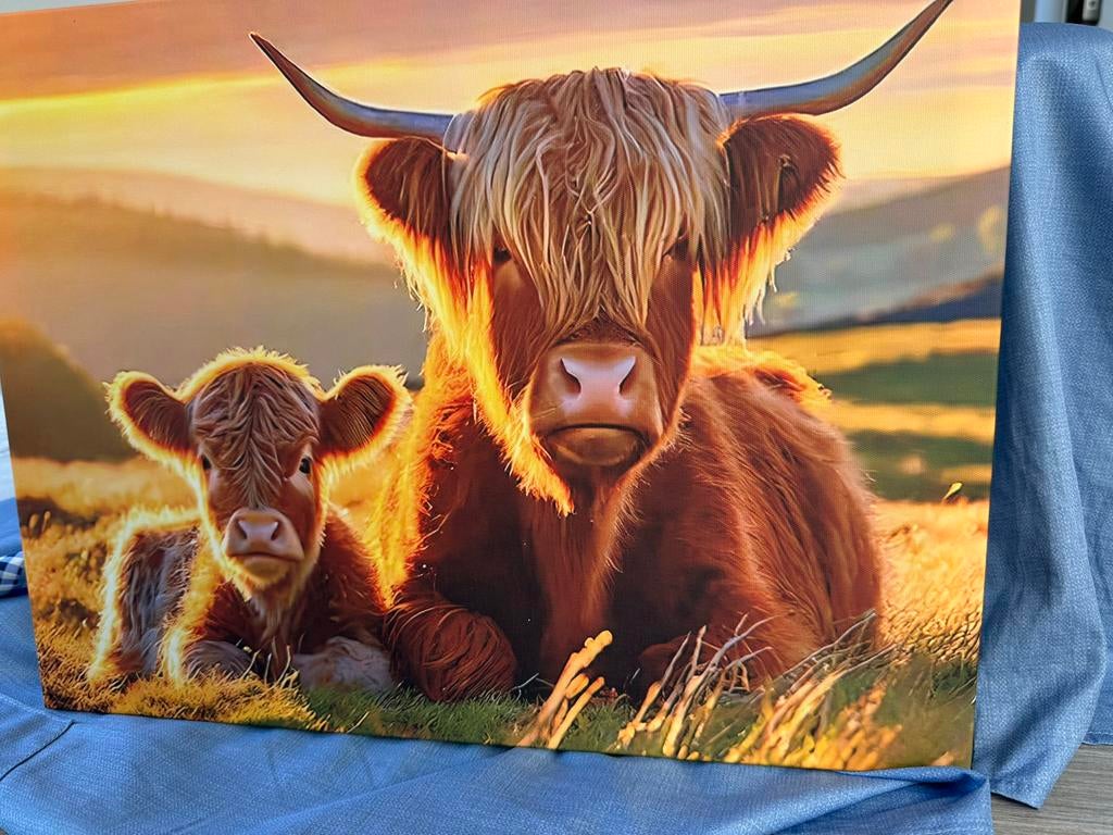 Hooglander Koe met Kalf Canvas - Ingelijst 30x40 cm, Schilderij, Meerkleurig, Textiel, Nieuw