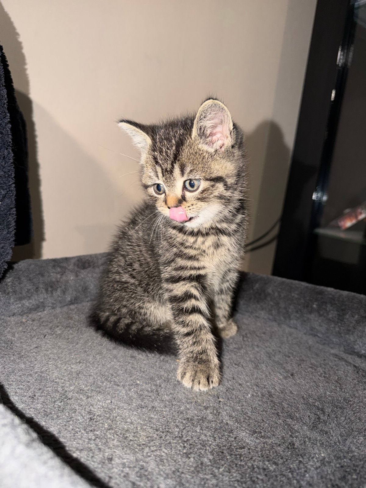 Britse korthaartjes ️, Kater, Kortharig, 0 tot 2 jaar