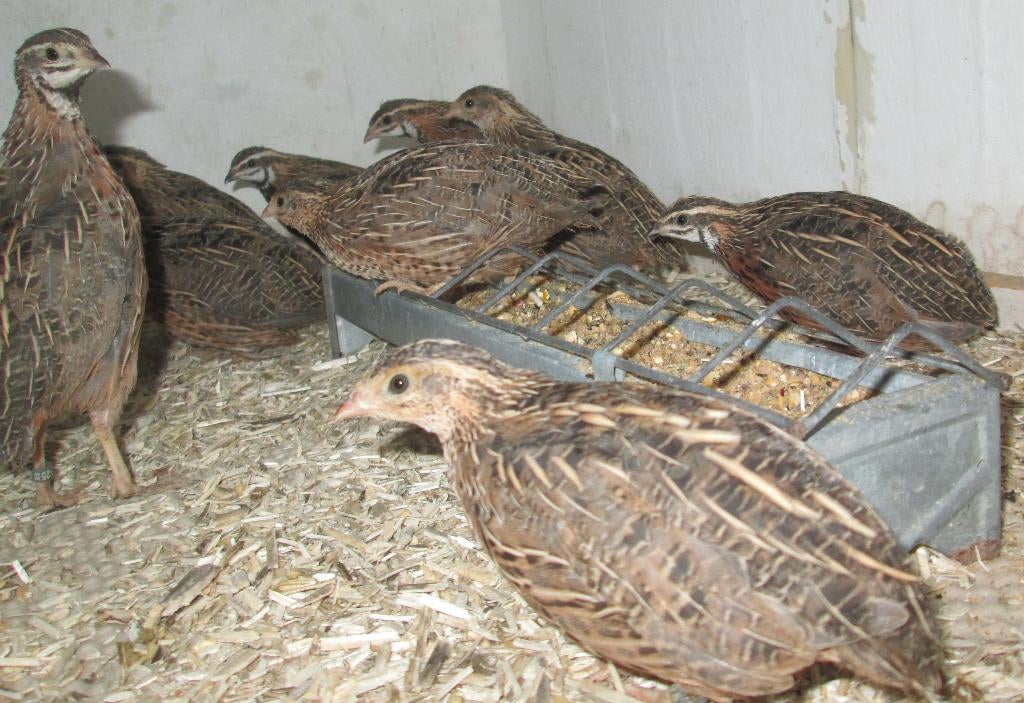 harlekijnkwartels, Dieren en Toebehoren, Vogels | Overige Vogels, Meerdere dieren, Tropenvogel, Geringd