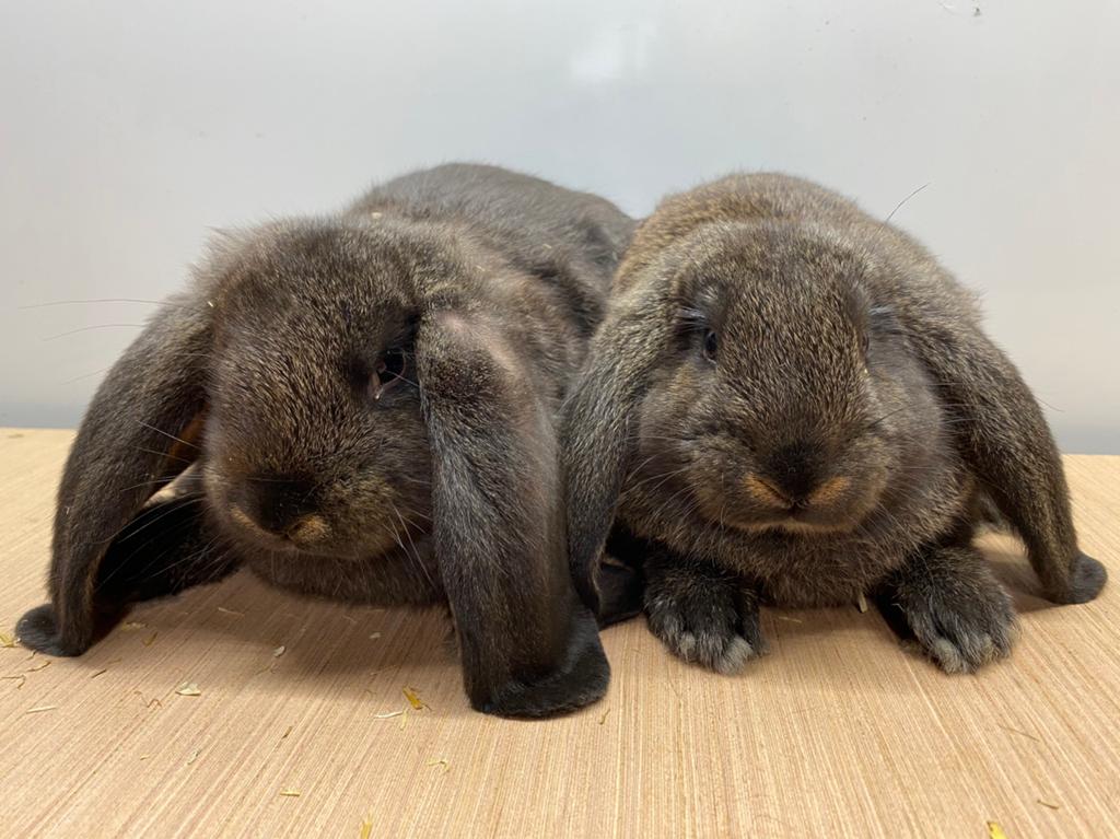 2 lieve Franse Hangoor rammen, Dieren en Toebehoren, Konijnen, Mannelijk, Groot, Hangoor