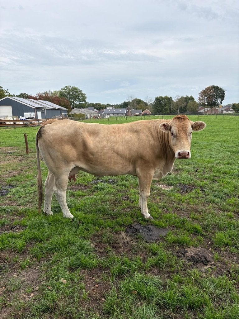 Blonde koe met stierkalf, Meerdere dieren, 0 tot 2 jaar