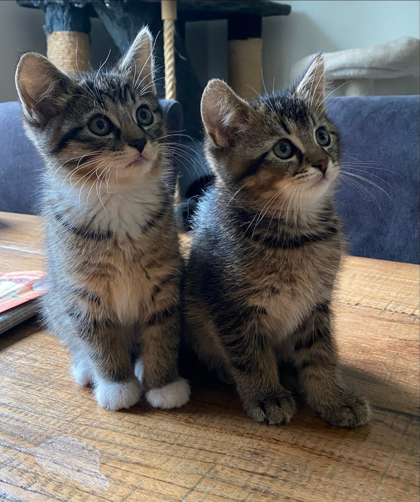 Mooie lieve kittens, moeder kruising Britse langhaar, Dieren en Toebehoren, Meerdere dieren, Ontwormd, 0 tot 2 jaar